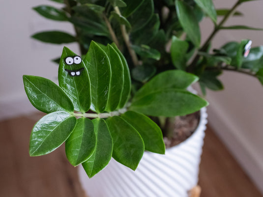 Plant People - Magnetic faces for your plants | 6 faces